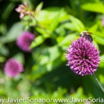 Tuesday July 7, 2015. Brooklyn, New York City - A bee and flowers at the Brooklyn Botanic Garden.

Martes 7 de julio de 2015. Brooklyn, ciudad de Nueva York -
Abeja y flores en el Jardín Botánico de Brooklyn.

Photo by Javier Soriano/www.JavierSoriano.com