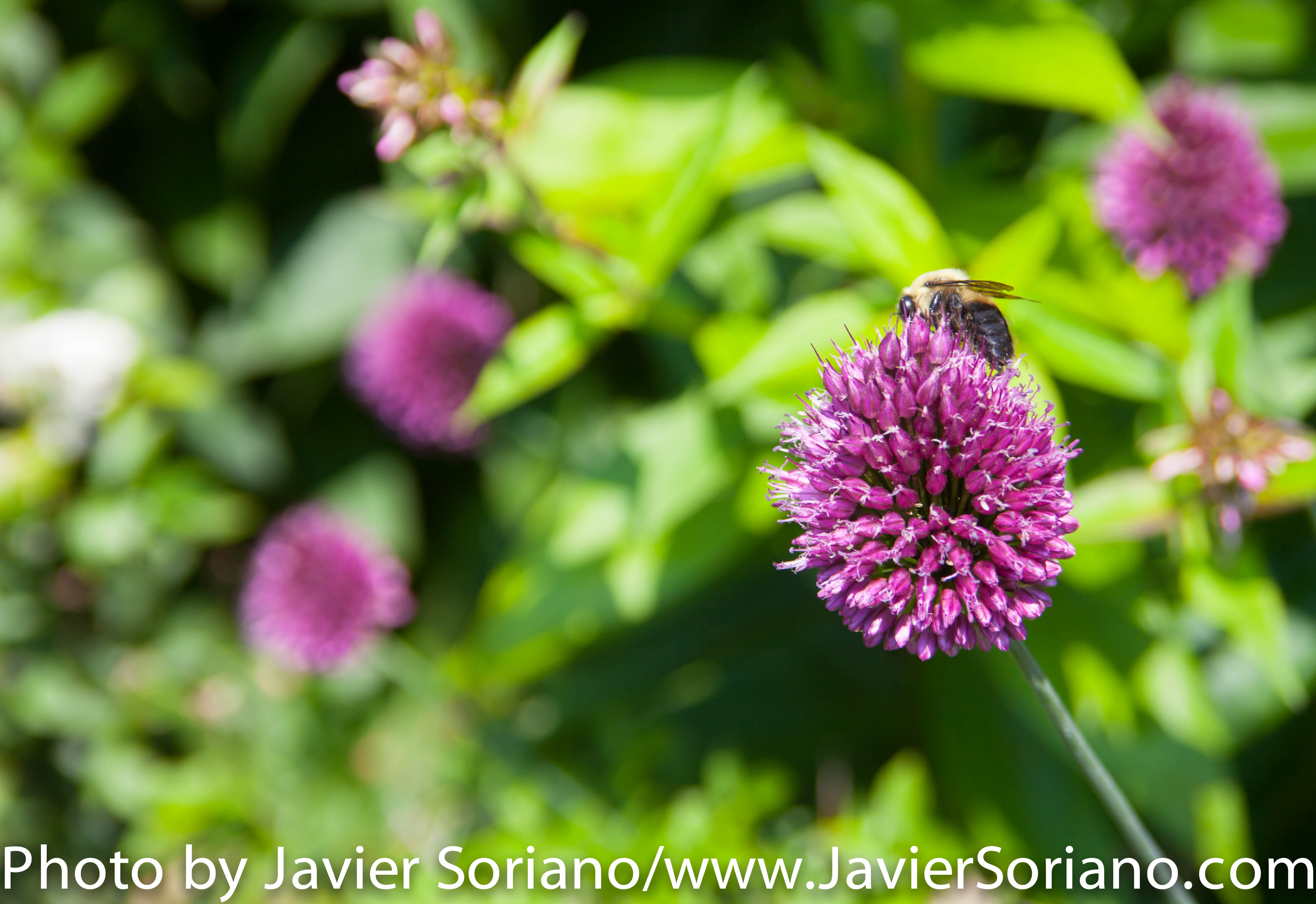 The Brooklyn Botanic Garden (BBG) is a botanical garden in the borough of Brooklyn in New York City. Located near the Prospect Heights, Crown Heights, Flatbush, and Park Slope neighborhoods, the 52-acre (21 ha) garden includes a number of specialty “gardens within the Garden,” plant collections, and the Steinhardt Conservatory, which houses the C.V. Starr Bonsai Museum, three climate-themed plant pavilions, a white cast-iron and glass aquatic plant house, and an art gallery. Founded in 1910 Photo by Javier Soriano/http://www.JavierSoriano.com/