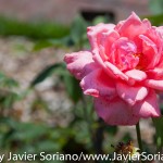 7/7/2015 NYC - Flowers at the Brooklyn Botanic Garden.
Flores en el Jardín Botánico de Brooklyn.
Photo by Javier Soriano/http://www.JavierSoriano.com/