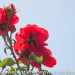 7/7/2015 NYC - Flowers at the Brooklyn Botanic Garden.
Flores en el Jardín Botánico de Brooklyn.
Photo by Javier Soriano/http://www.JavierSoriano.com/