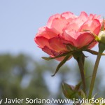 7/7/2015 NYC - Flowers at the Brooklyn Botanic Garden.
Flores en el Jardín Botánico de Brooklyn.
Photo by Javier Soriano/http://www.JavierSoriano.com/