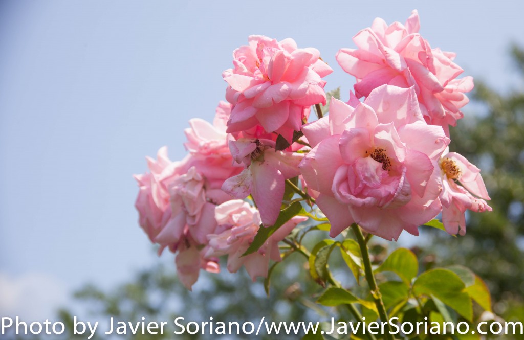 The Brooklyn Botanic Garden (BBG) is a botanical garden in the borough of Brooklyn in New York City. Located near the Prospect Heights, Crown Heights, Flatbush, and Park Slope neighborhoods, the 52-acre (21 ha) garden includes a number of specialty “gardens within the Garden,” plant collections, and the Steinhardt Conservatory, which houses the C.V. Starr Bonsai Museum, three climate-themed plant pavilions, a white cast-iron and glass aquatic plant house, and an art gallery. Founded in 1910 Photo by Javier Soriano/http://www.JavierSoriano.com/