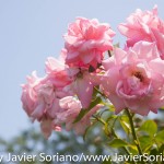 Tuesday, July 7, 2015. Brooklyn, New York City - Roses at the Brooklyn Botanic Garden.

Martes 7 de julio de 2015. Brooklyn, ciudad de Nueva York -
Rosas en el Jardín Botánico de Brooklyn.

Photo by Javier Soriano/www.JavierSoriano.com