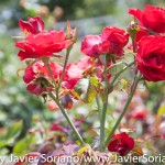 7/7/2015 NYC - Flowers at the Brooklyn Botanic Garden.
Flores en el Jardín Botánico de Brooklyn.
Photo by Javier Soriano/http://www.JavierSoriano.com/