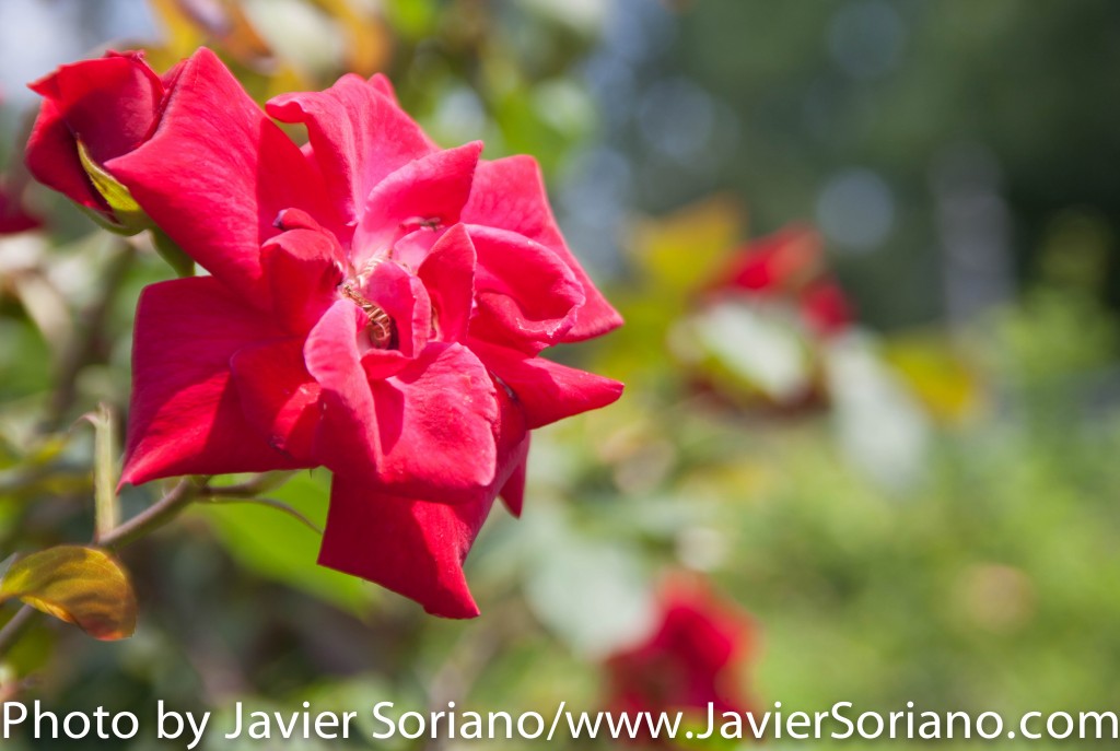 The Brooklyn Botanic Garden (BBG) is a botanical garden in the borough of Brooklyn in New York City. Located near the Prospect Heights, Crown Heights, Flatbush, and Park Slope neighborhoods, the 52-acre (21 ha) garden includes a number of specialty “gardens within the Garden,” plant collections, and the Steinhardt Conservatory, which houses the C.V. Starr Bonsai Museum, three climate-themed plant pavilions, a white cast-iron and glass aquatic plant house, and an art gallery. Founded in 1910 Photo by Javier Soriano/http://www.JavierSoriano.com/