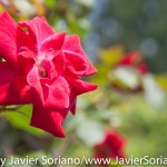 Tuesday, July 7, 2015. Brooklyn, New York City - Roses at the Brooklyn Botanic Garden.

Martes 7 de julio de 2015. Brooklyn, ciudad de Nueva York -
Rosas en el Jardín Botánico de Brooklyn.

Photo by Javier Soriano/www.JavierSoriano.com