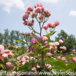 7/7/2015 NYC - Flowers at the Brooklyn Botanic Garden.
Flores en el Jardín Botánico de Brooklyn.
Photo by Javier Soriano/http://www.JavierSoriano.com/