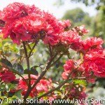 Tuesday, July 7, 2015. Brooklyn, New York City - Roses at the Brooklyn Botanic Garden.

Martes 7 de julio de 2015. Brooklyn, ciudad de Nueva York -
Rosas en el Jardín Botánico de Brooklyn.

Photo by Javier Soriano/www.JavierSoriano.com