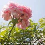 Tuesday, July 7, 2015. Brooklyn, New York City - Roses at the Brooklyn Botanic Garden.

Martes 7 de julio de 2015. Brooklyn, ciudad de Nueva York -
Rosas en el Jardín Botánico de Brooklyn.

Photo by Javier Soriano/www.JavierSoriano.com