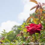 7/7/2015 NYC - Flowers at the Brooklyn Botanic Garden.
Flores en el Jardín Botánico de Brooklyn.
Photo by Javier Soriano/http://www.JavierSoriano.com/