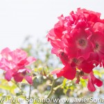 Tuesday, July 7, 2015. Brooklyn, New York City - Roses at the Brooklyn Botanic Garden.

Martes 7 de julio de 2015. Brooklyn, ciudad de Nueva York -
Rosas en el Jardín Botánico de Brooklyn.

Photo by Javier Soriano/www.JavierSoriano.com