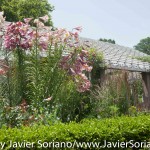 7/7/2015 NYC - Flowers at the Brooklyn Botanic Garden.
Flores en el Jardín Botánico de Brooklyn.
Photo by Javier Soriano/http://www.JavierSoriano.com/