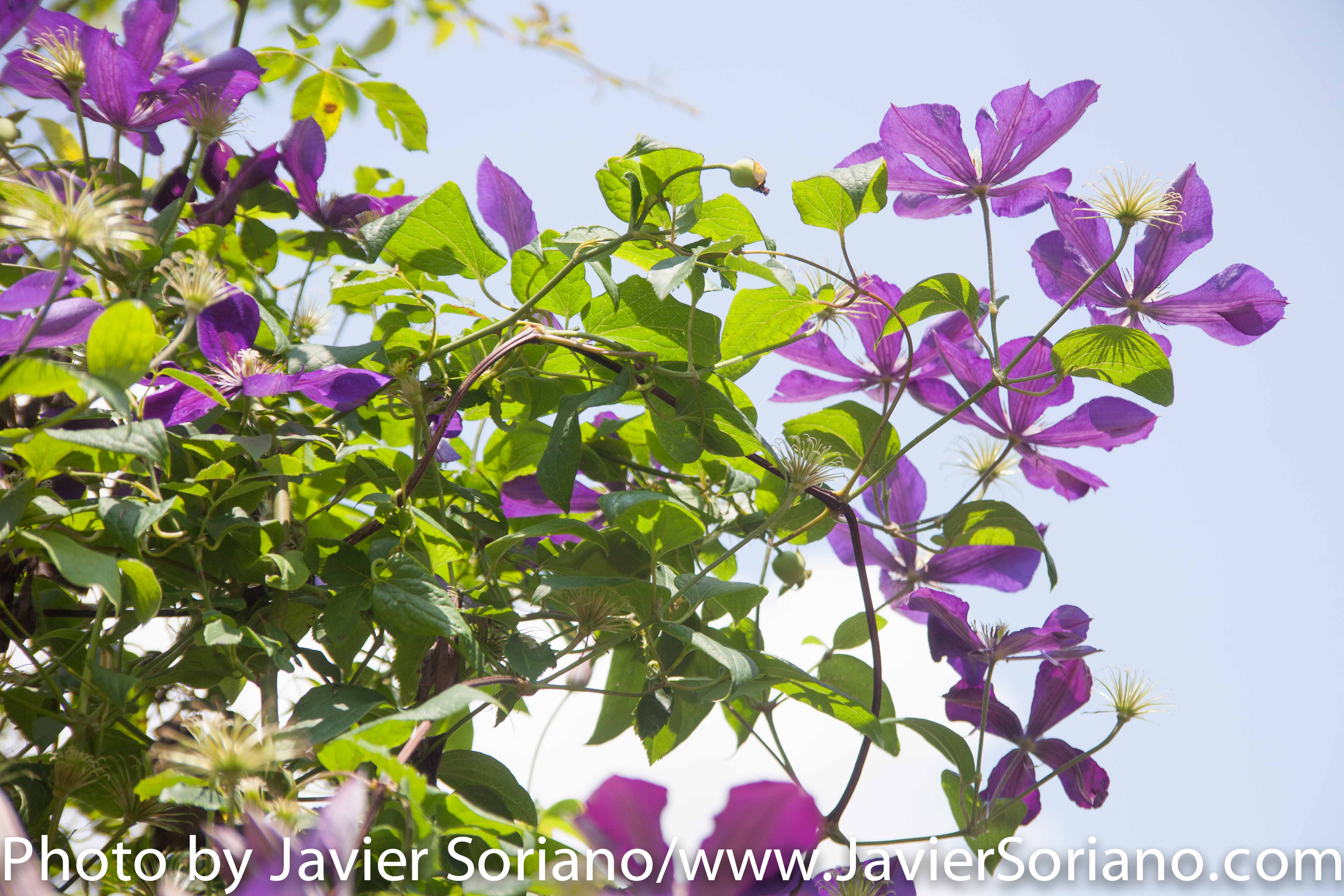 The Brooklyn Botanic Garden (BBG) is a botanical garden in the borough of Brooklyn in New York City. Located near the Prospect Heights, Crown Heights, Flatbush, and Park Slope neighborhoods, the 52-acre (21 ha) garden includes a number of specialty “gardens within the Garden,” plant collections, and the Steinhardt Conservatory, which houses the C.V. Starr Bonsai Museum, three climate-themed plant pavilions, a white cast-iron and glass aquatic plant house, and an art gallery. Founded in 1910 Photo by Javier Soriano/http://www.JavierSoriano.com/