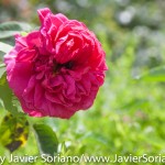 Tuesday, July 7, 2015. Brooklyn, New York City - Roses at the Brooklyn Botanic Garden.

Martes 7 de julio de 2015. Brooklyn, ciudad de Nueva York -
Rosas en el Jardín Botánico de Brooklyn.

Photo by Javier Soriano/www.JavierSoriano.com