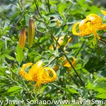 Tuesday July 7, 2015. Brooklyn, New York City - Flowers at the Brooklyn Botanic Garden.

Martes 7 de julio de 2015. Brooklyn, ciudad de Nueva York -
Flores en el Jardín Botánico de Brooklyn.

Photo by Javier Soriano/www.JavierSoriano.com