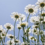 Tuesday July 7, 2015. Brooklyn, New York City - Flowers at the Brooklyn Botanic Garden.

Martes 7 de julio de 2015. Brooklyn, ciudad de Nueva York -
Flores en el Jardín Botánico de Brooklyn.

Photo by Javier Soriano/www.JavierSoriano.com
