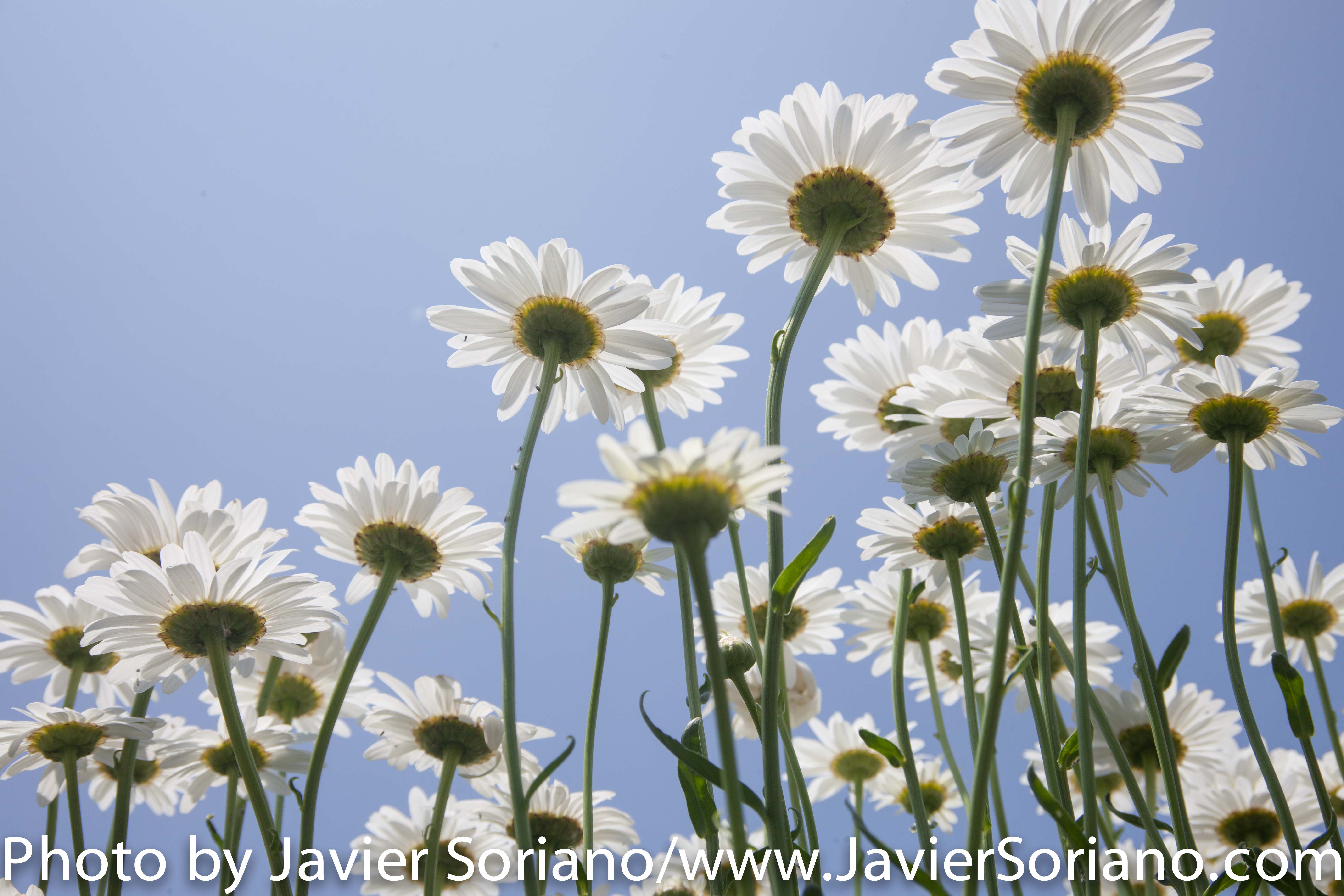 The Brooklyn Botanic Garden (BBG) is a botanical garden in the borough of Brooklyn in New York City. Located near the Prospect Heights, Crown Heights, Flatbush, and Park Slope neighborhoods, the 52-acre (21 ha) garden includes a number of specialty “gardens within the Garden,” plant collections, and the Steinhardt Conservatory, which houses the C.V. Starr Bonsai Museum, three climate-themed plant pavilions, a white cast-iron and glass aquatic plant house, and an art gallery. Founded in 1910 Photo by Javier Soriano/http://www.JavierSoriano.com/