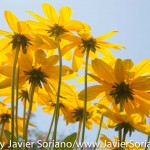 Tuesday July 7, 2015. Brooklyn, New York City - Flowers at the Brooklyn Botanic Garden.

Martes 7 de julio de 2015. Brooklyn, ciudad de Nueva York -
Flores en el Jardín Botánico de Brooklyn.

Photo by Javier Soriano/www.JavierSoriano.com