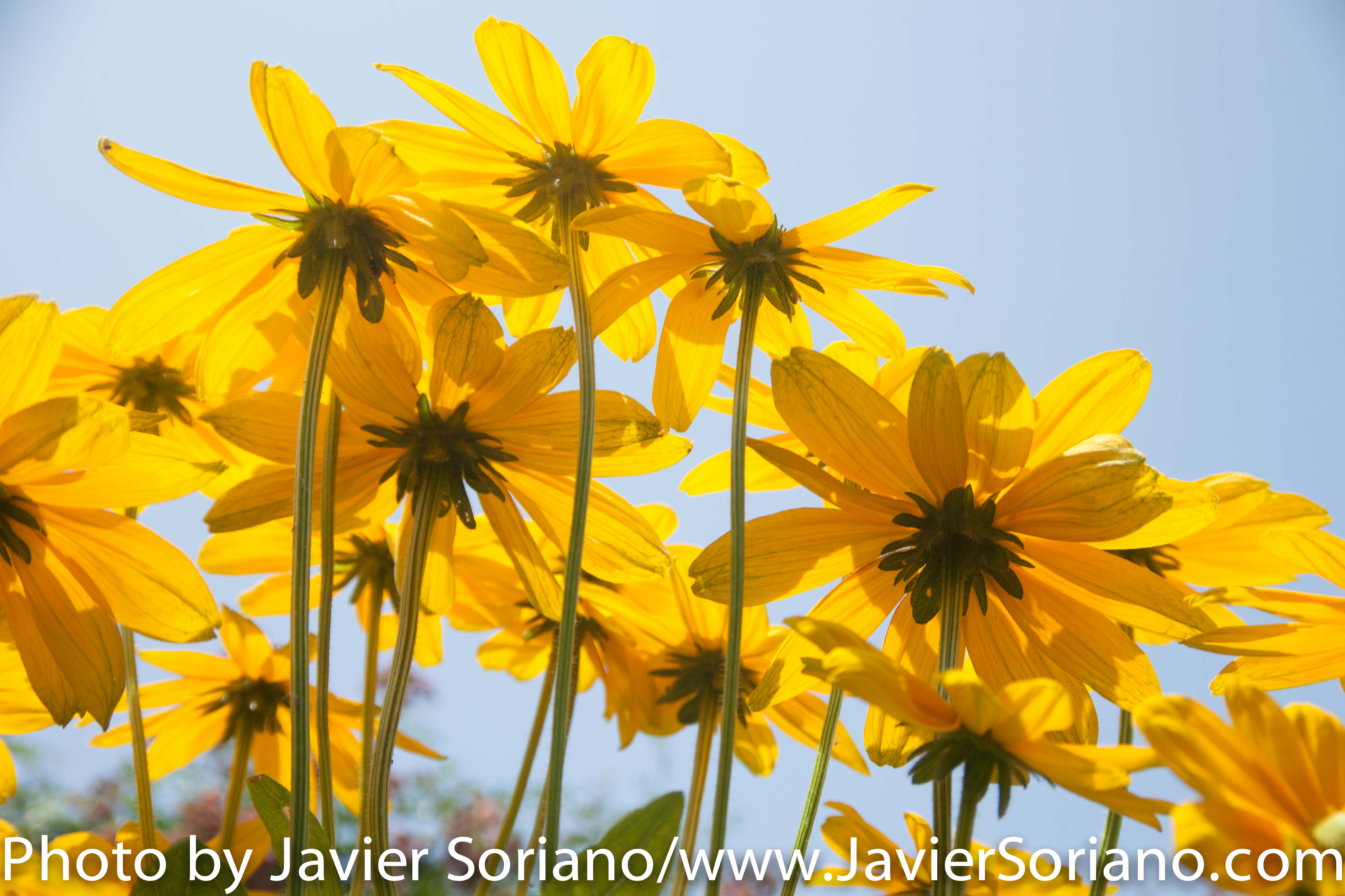 The Brooklyn Botanic Garden (BBG) is a botanical garden in the borough of Brooklyn in New York City. Located near the Prospect Heights, Crown Heights, Flatbush, and Park Slope neighborhoods, the 52-acre (21 ha) garden includes a number of specialty “gardens within the Garden,” plant collections, and the Steinhardt Conservatory, which houses the C.V. Starr Bonsai Museum, three climate-themed plant pavilions, a white cast-iron and glass aquatic plant house, and an art gallery. Founded in 1910 Photo by Javier Soriano/http://www.JavierSoriano.com/