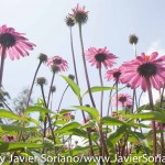 Tuesday July 7, 2015. Brooklyn, New York City - Flowers at the Brooklyn Botanic Garden.

Martes 7 de julio de 2015. Brooklyn, ciudad de Nueva York -
Flores en el Jardín Botánico de Brooklyn.

Photo by Javier Soriano/www.JavierSoriano.com