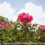 7/7/2015 NYC - Flowers at the Brooklyn Botanic Garden.
Flores en el Jardín Botánico de Brooklyn.
Photo by Javier Soriano/http://www.JavierSoriano.com/