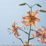 7/7/2015 NYC - Flowers at the Brooklyn Botanic Garden.
Flores en el Jardín Botánico de Brooklyn.
Photo by Javier Soriano/http://www.JavierSoriano.com/