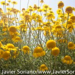 Tuesday July 7, 2015. Brooklyn, New York City - Flowers at the Brooklyn Botanic Garden.

Martes 7 de julio de 2015. Brooklyn, ciudad de Nueva York -
Flores en el Jardín Botánico de Brooklyn.

Photo by Javier Soriano/www.JavierSoriano.com