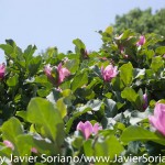 7/7/2015 NYC - Flowers at the Brooklyn Botanic Garden.
Flores en el Jardín Botánico de Brooklyn.
Photo by Javier Soriano/http://www.JavierSoriano.com/