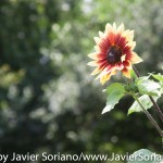 Tuesday July 7, 2015. Brooklyn, New York City - Flowers at the Brooklyn Botanic Garden.

Martes 7 de julio de 2015. Brooklyn, ciudad de Nueva York -
Flores en el Jardín Botánico de Brooklyn.

Photo by Javier Soriano/www.JavierSoriano.com