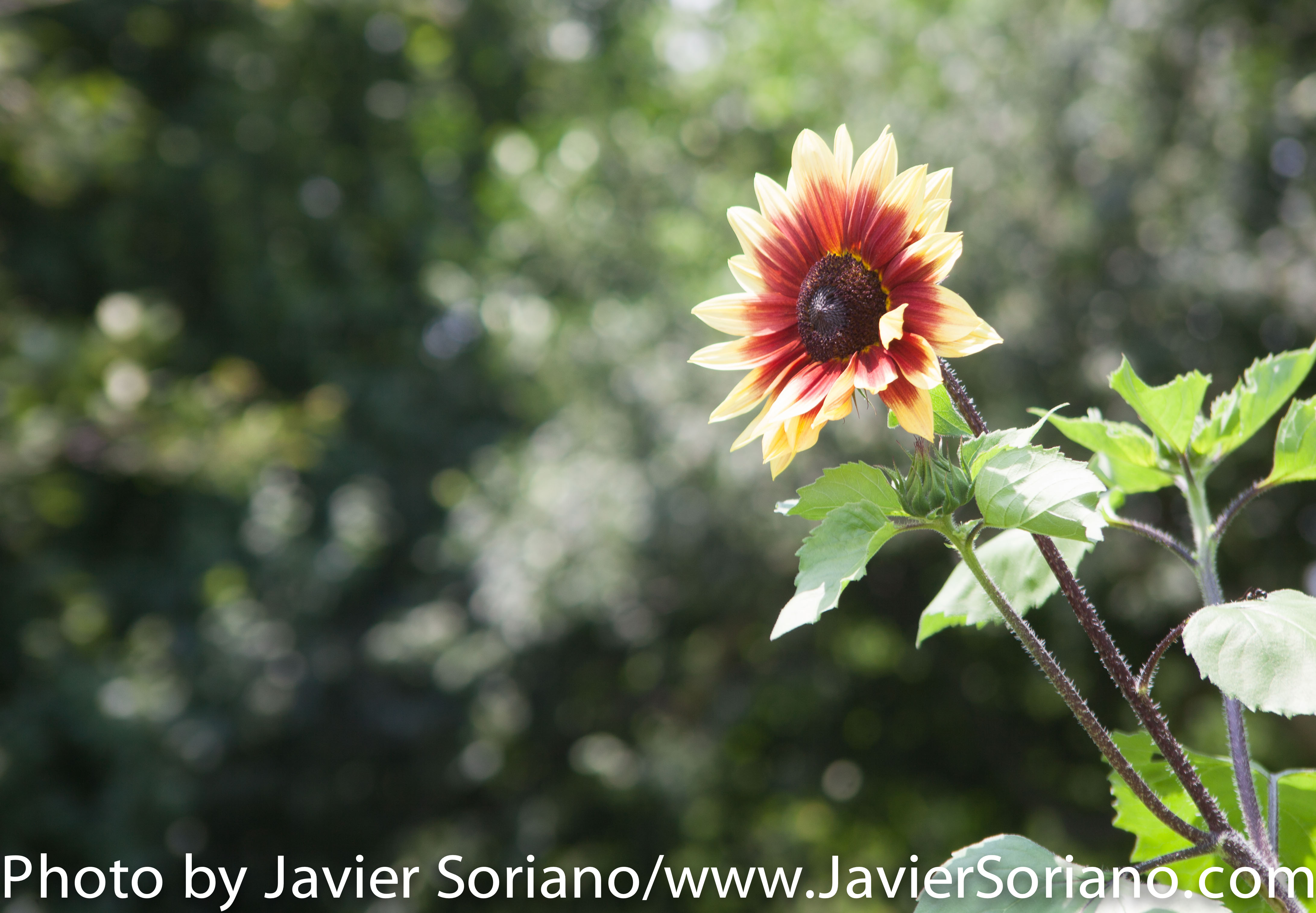 The Brooklyn Botanic Garden (BBG) is a botanical garden in the borough of Brooklyn in New York City. Located near the Prospect Heights, Crown Heights, Flatbush, and Park Slope neighborhoods, the 52-acre (21 ha) garden includes a number of specialty “gardens within the Garden,” plant collections, and the Steinhardt Conservatory, which houses the C.V. Starr Bonsai Museum, three climate-themed plant pavilions, a white cast-iron and glass aquatic plant house, and an art gallery. Founded in 1910 Photo by Javier Soriano/http://www.JavierSoriano.com/
