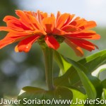 Tuesday July 7, 2015. Brooklyn, New York City - Flowers at the Brooklyn Botanic Garden.

Martes 7 de julio de 2015. Brooklyn, ciudad de Nueva York -
Flores en el Jardín Botánico de Brooklyn.

Photo by Javier Soriano/www.JavierSoriano.com