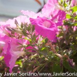 Tuesday July 7, 2015. Brooklyn, New York City - Flowers at the Brooklyn Botanic Garden.

Martes 7 de julio de 2015. Brooklyn, ciudad de Nueva York -
Flores en el Jardín Botánico de Brooklyn.

Photo by Javier Soriano/www.JavierSoriano.com