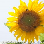 Tuesday July 7, 2015. Brooklyn, New York City - Sunflower at the Brooklyn Botanic Garden.

Martes 7 de julio de 2015. Brooklyn, ciudad de Nueva York -
Girasol en el Jardín Botánico de Brooklyn.

Photo by Javier Soriano/www.JavierSoriano.com