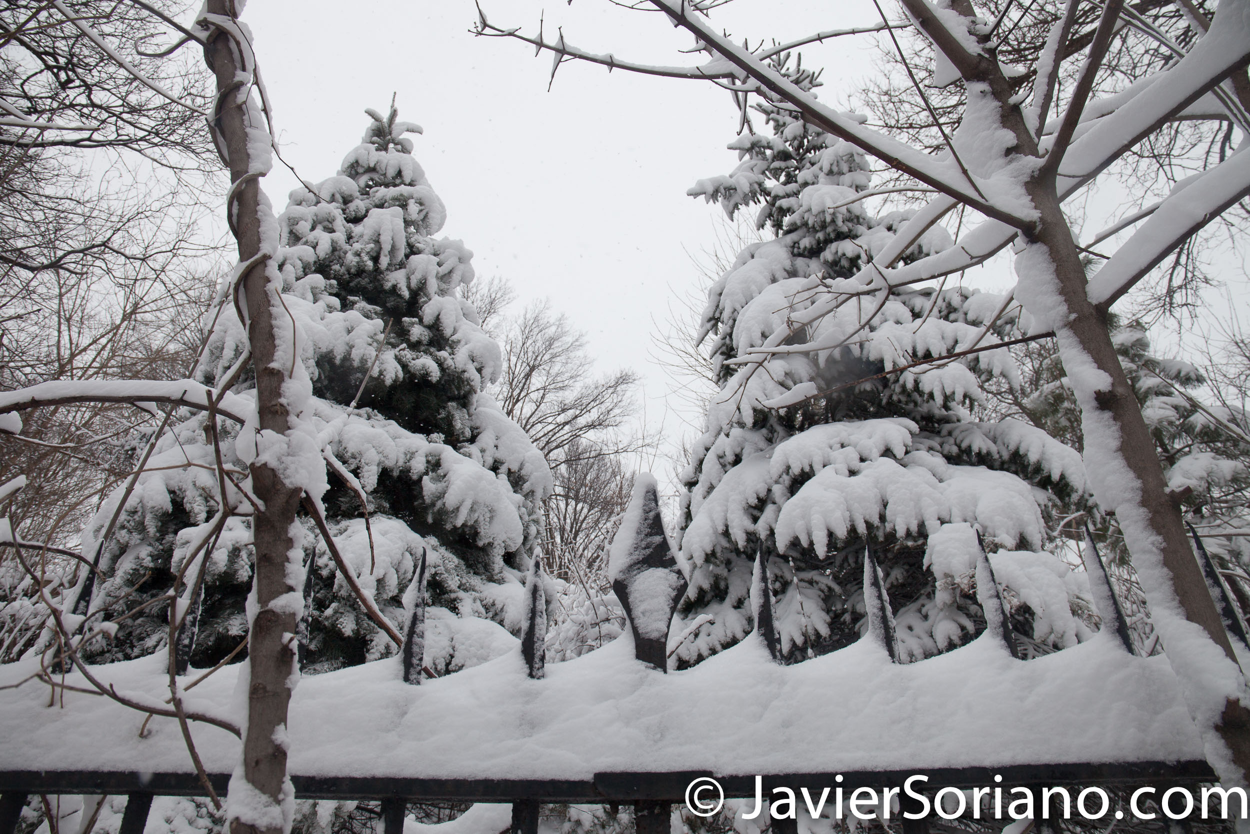 Afternoon. 2/9/2017 NYC - Winter storm Niko. Brooklyn Botanic Garden. Photo by Javier Soriano/www.JavierSoriano.com