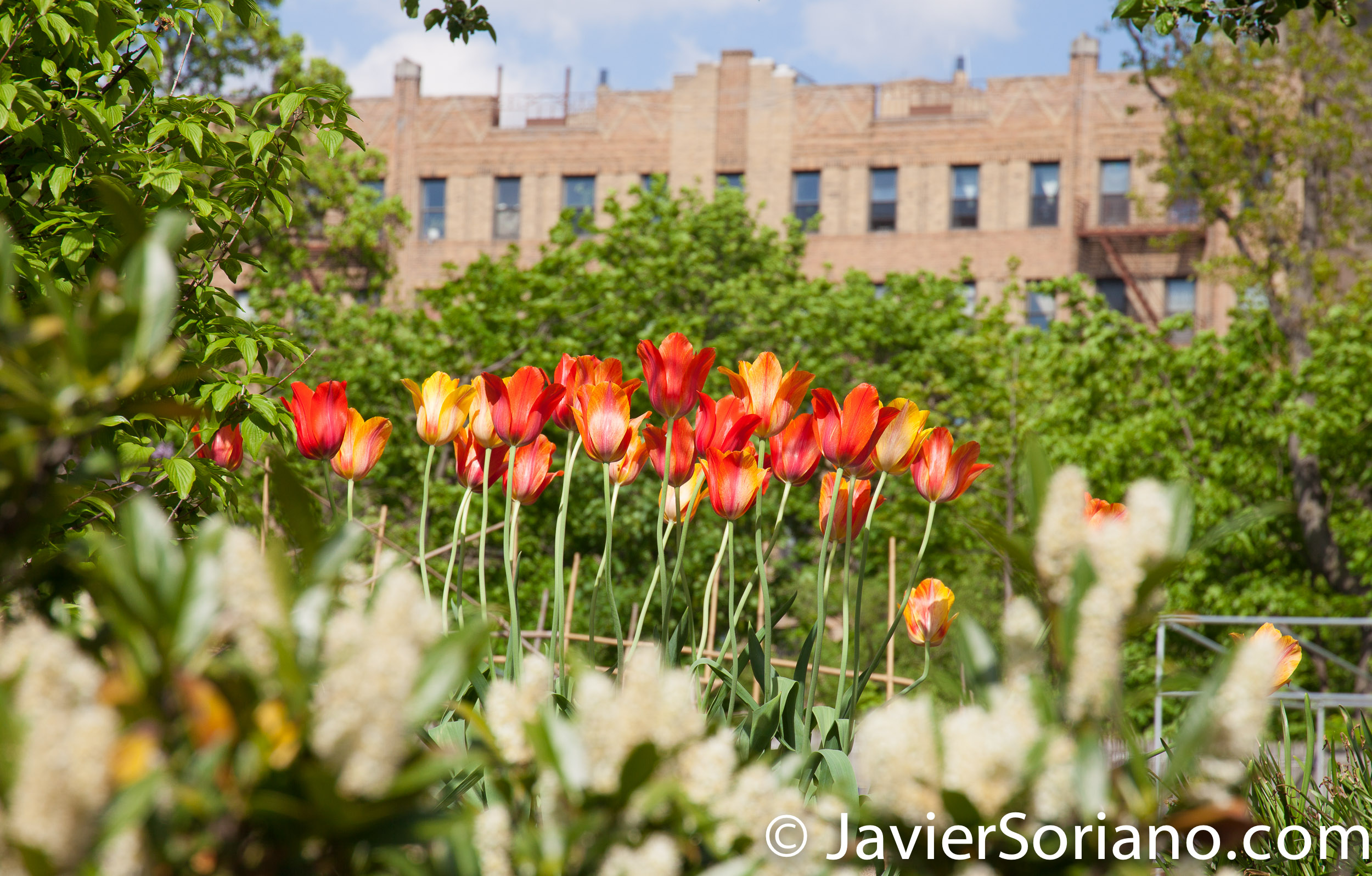 May 2, 2017 NYC - Beautiful tulips at the Brooklyn Botanic Garden/Hermosos tulipanes en el Jardín Botánico de Brooklyn. Photo by Javier Soriano/www.JavierSoriano.com