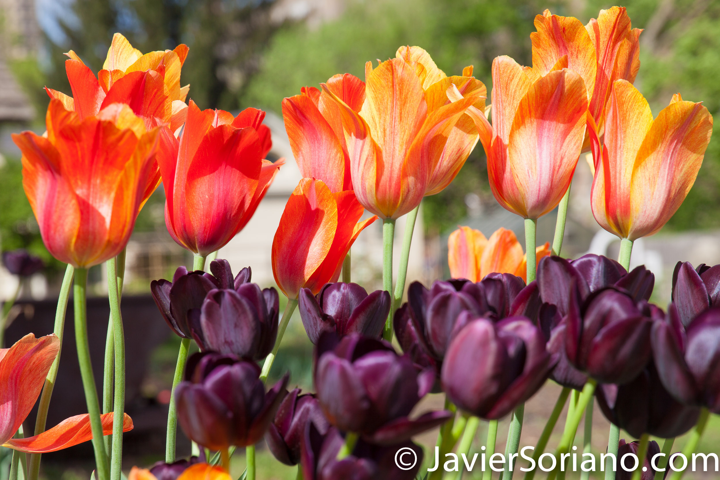 May 2, 2017 NYC - Beautiful tulips at the Brooklyn Botanic Garden/Hermosos tulipanes en el Jardín Botánico de Brooklyn. Photo by Javier Soriano/www.JavierSoriano.com