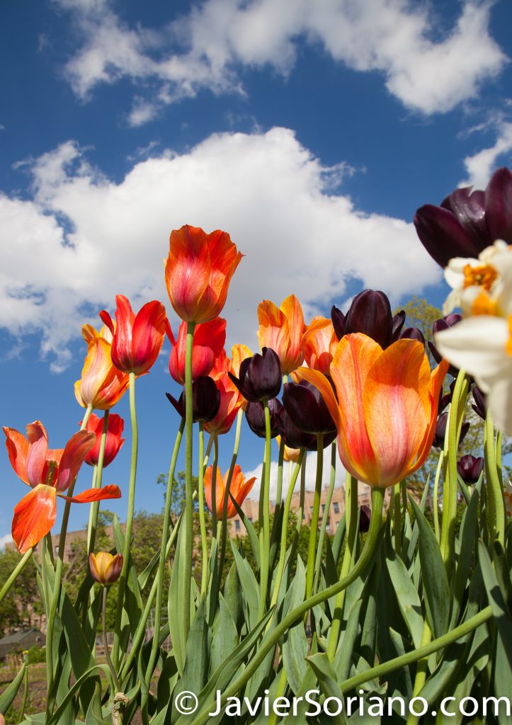 May 2, 2017 NYC - Beautiful tulips at the Brooklyn Botanic Garden/Hermosos tulipanes en el Jardín Botánico de Brooklyn. Photo by Javier Soriano/www.JavierSoriano.com