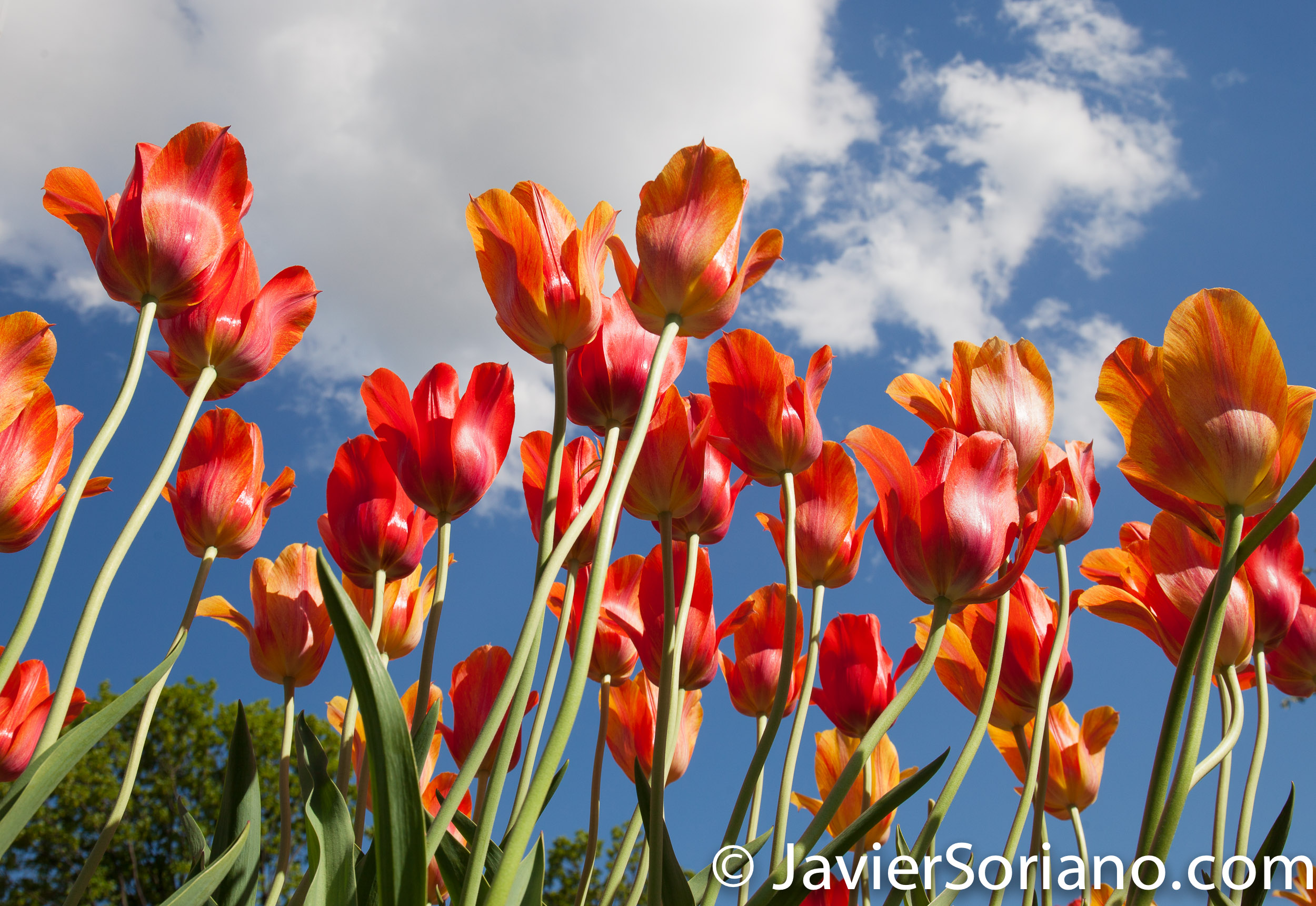 May 2, 2017 NYC - Beautiful tulips at the Brooklyn Botanic Garden/Hermosos tulipanes en el Jardín Botánico de Brooklyn. Photo by Javier Soriano/www.JavierSoriano.com