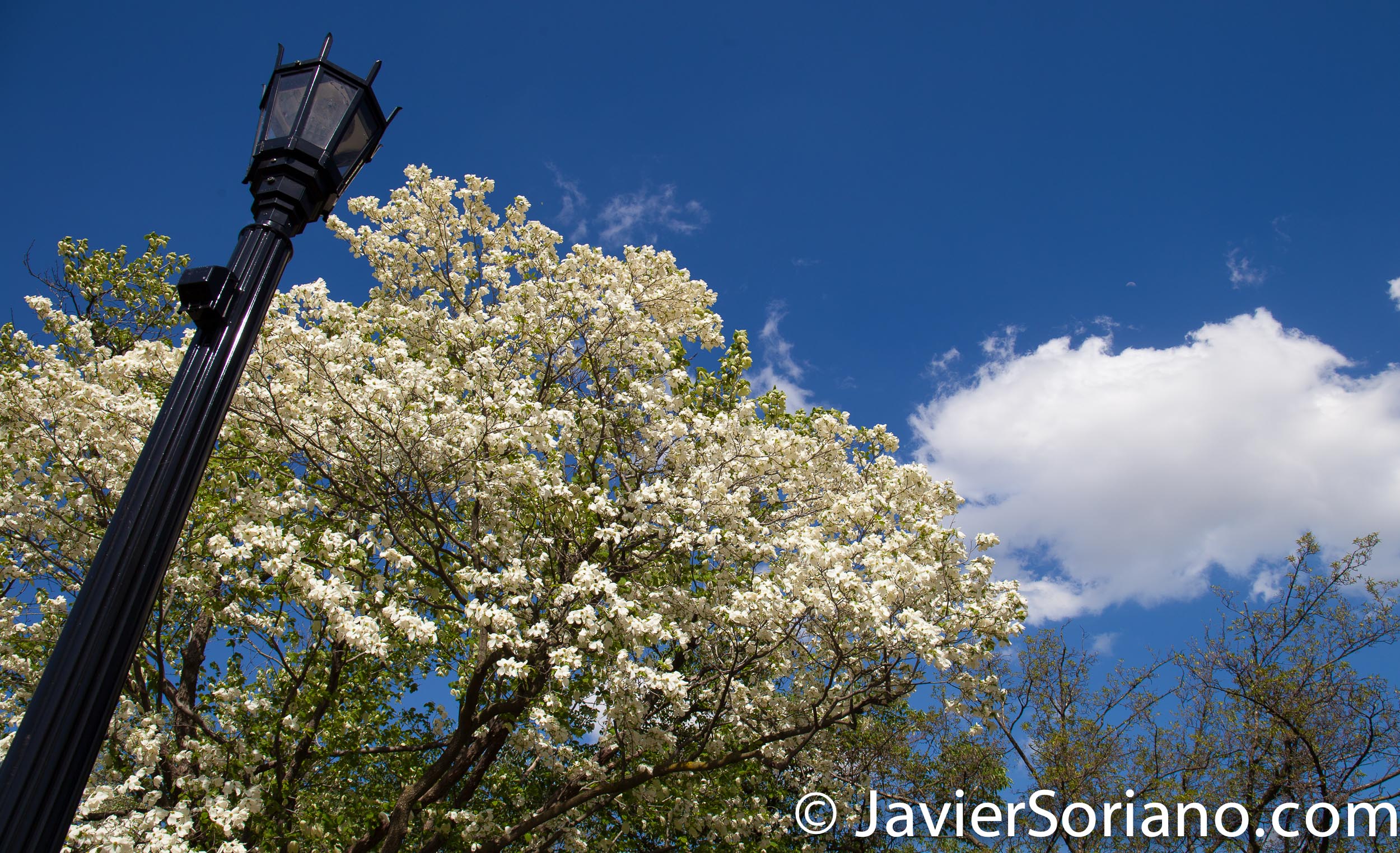 May 2, 2017 NYC - Brooklyn Botanic Garden/Jardín Botánico de Brooklyn. Photo by Javier Soriano/www.JavierSoriano.com