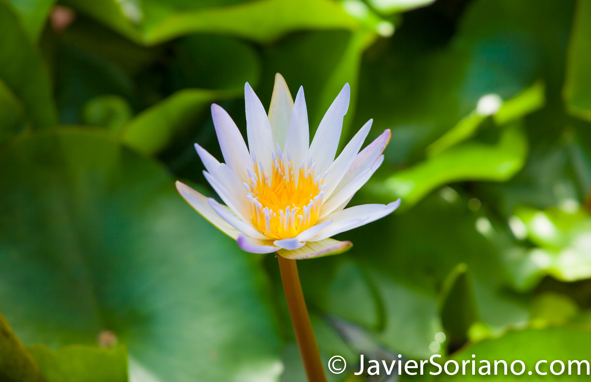 May 2, 2017 NYC - Brooklyn Botanic Garden/Jardín Botánico de Brooklyn. Photo by Javier Soriano/www.JavierSoriano.com
