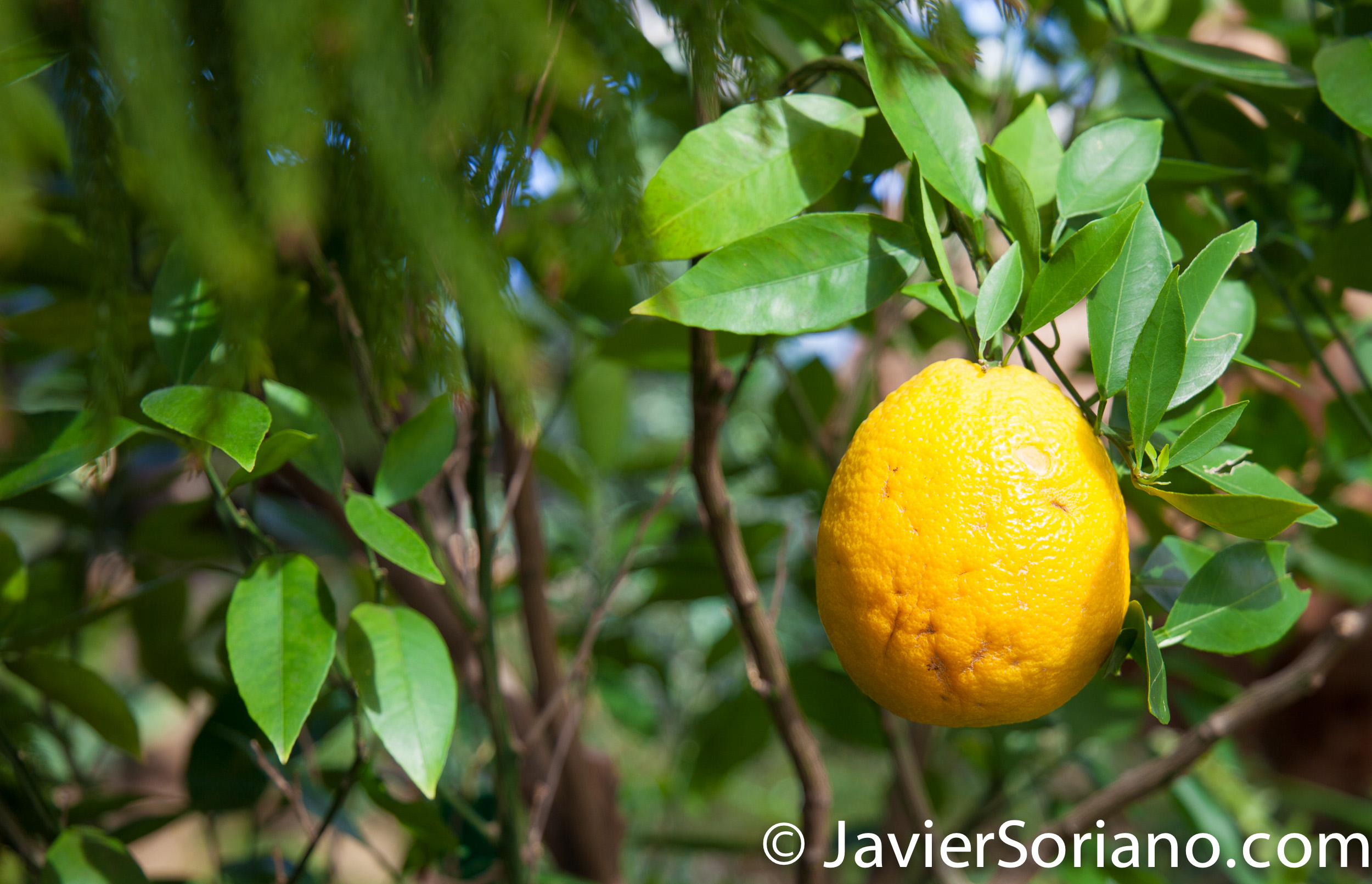 May 2, 2017 NYC - Brooklyn Botanic Garden/Jardín Botánico de Brooklyn. Photo by Javier Soriano/www.JavierSoriano.com