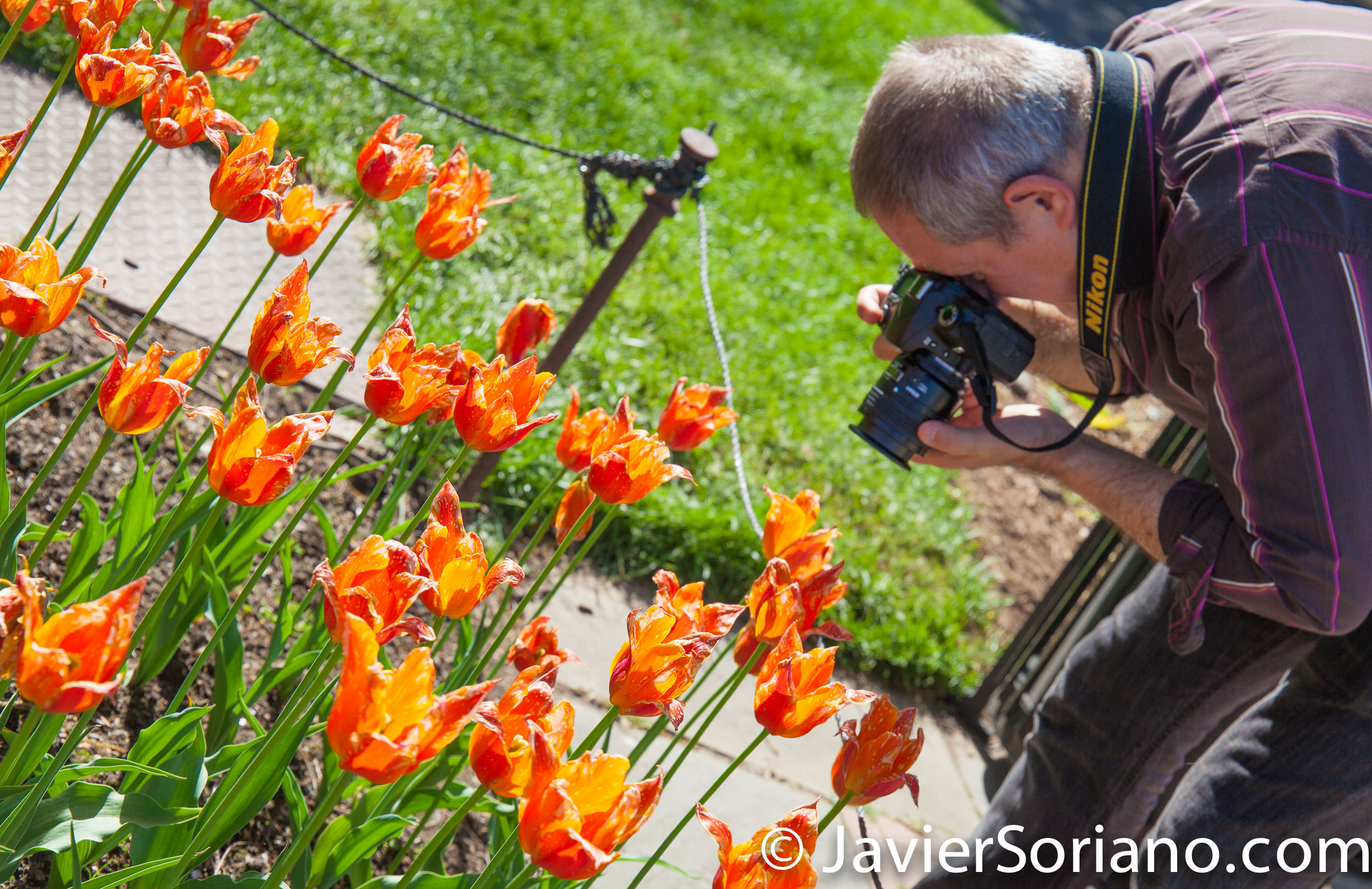 May 2, 2017 NYC - Photographer taking pictures of beautiful tulips at the Brooklyn Botanic Garden. Fotografo tomando fotos de hermosos tulipanes en el Jardín Botánico de Brooklyn. Photo by Javier Soriano/www.JavierSoriano.com