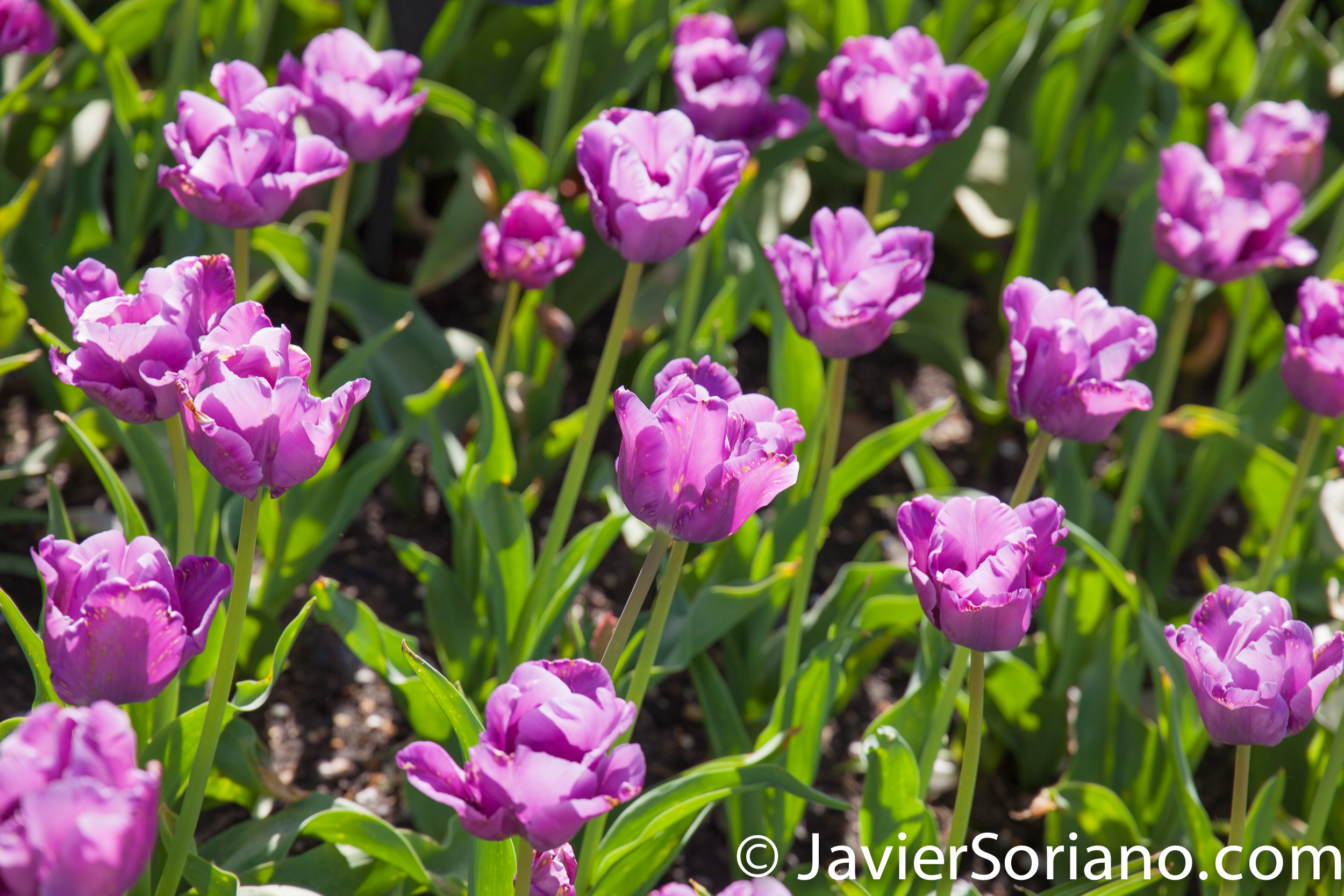 May 2, 2017 NYC - Beautiful tulips at the Brooklyn Botanic Garden/Hermosos tulipanes en el Jardín Botánico de Brooklyn. Photo by Javier Soriano/www.JavierSoriano.com