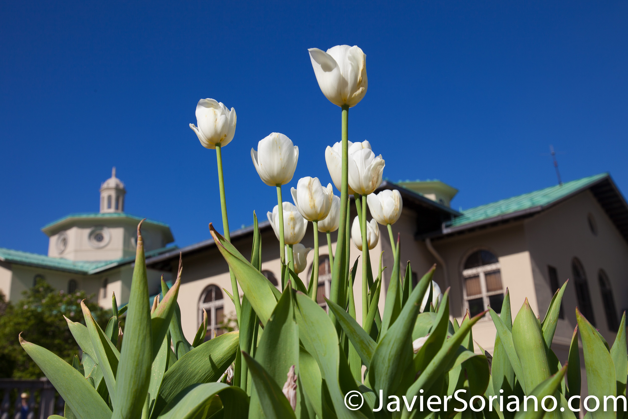 May 2, 2017 NYC - Beautiful tulips at the Brooklyn Botanic Garden/Hermosos tulipanes en el Jardín Botánico de Brooklyn. Photo by Javier Soriano/www.JavierSoriano.com