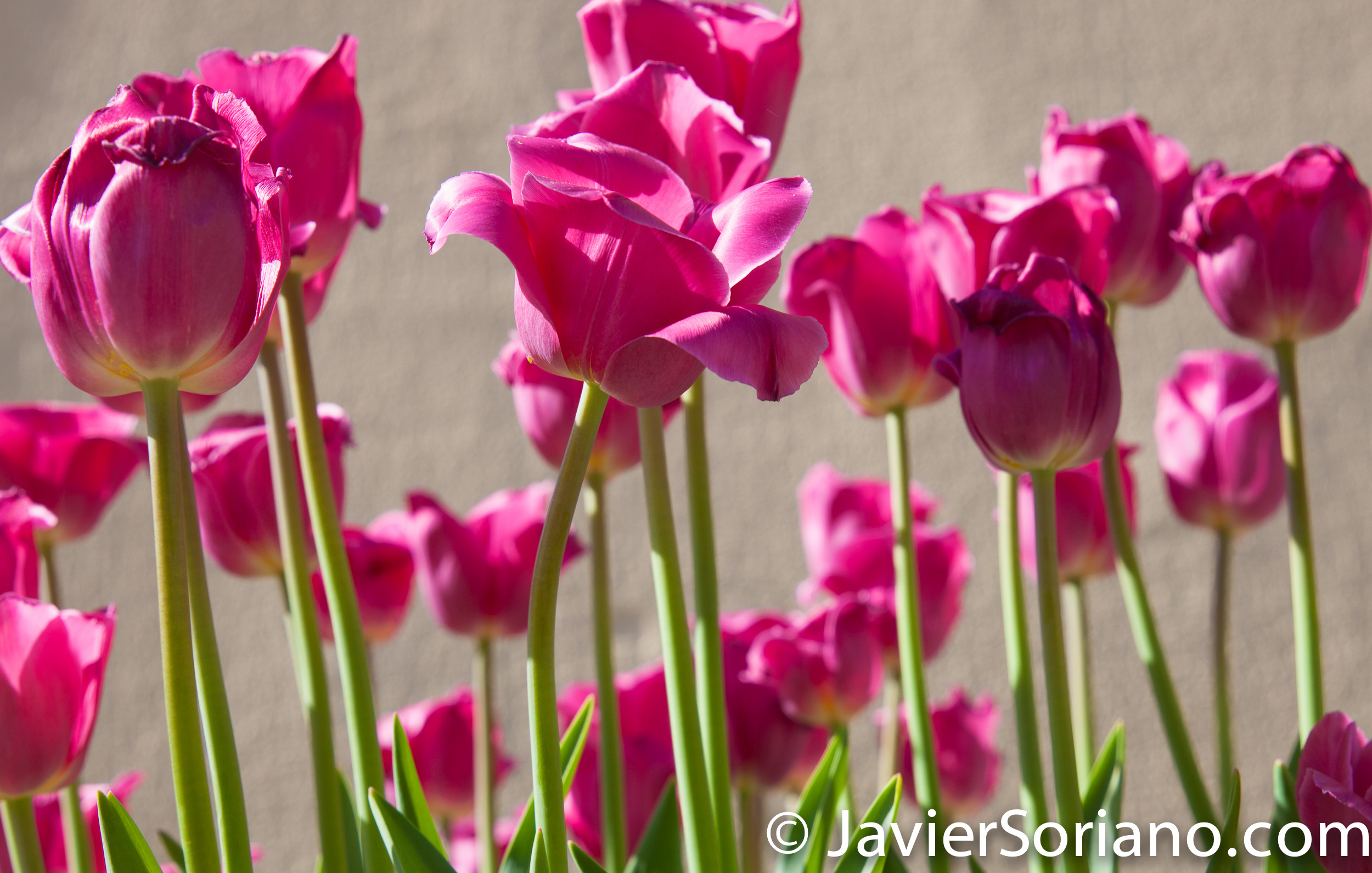 May 2, 2017 NYC - Beautiful pink tulips at the Brooklyn Botanic Garden/Hermosos tulipanes rosados en el Jardín Botánico de Brooklyn. Photo by Javier Soriano/www.JavierSoriano.com