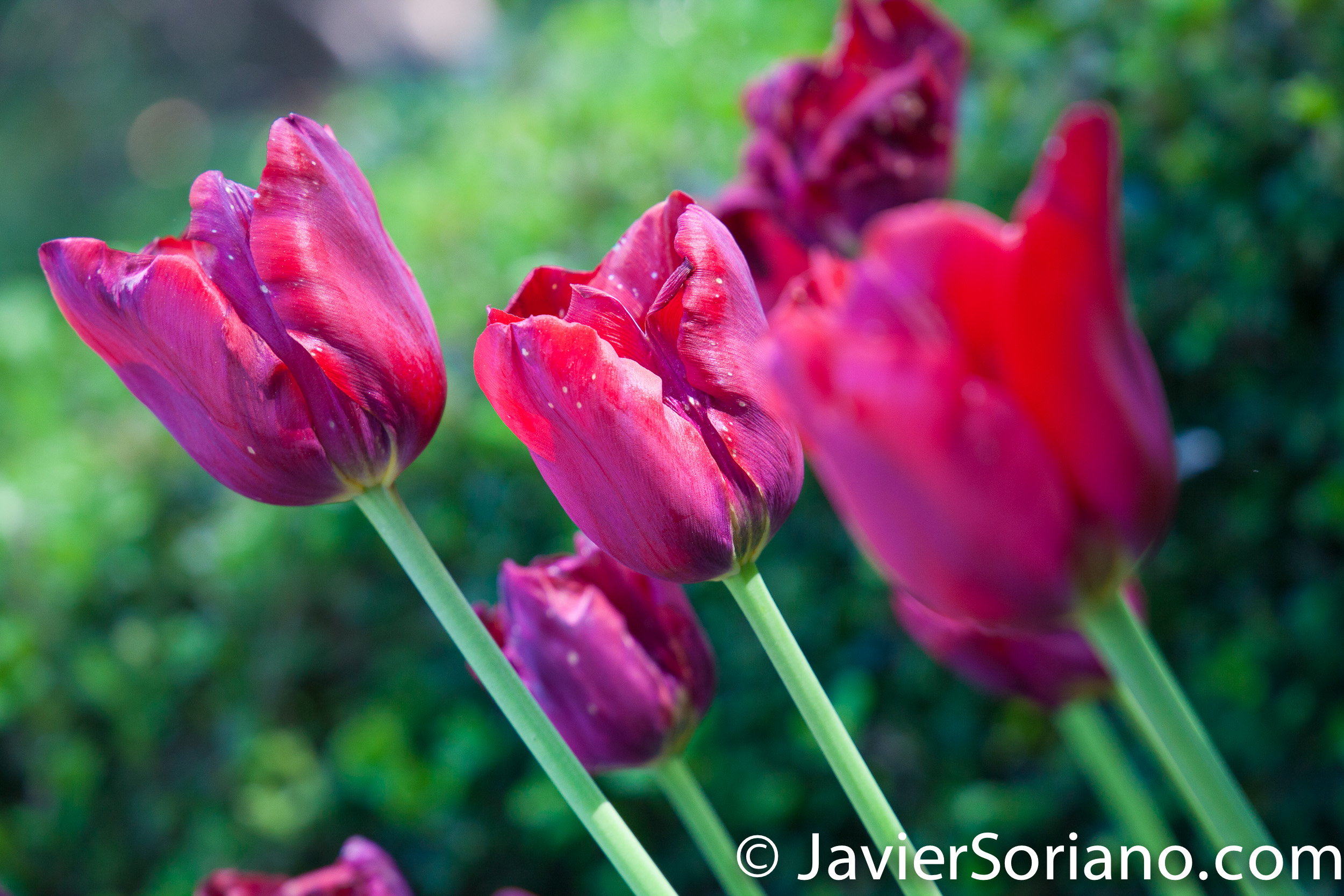 May 2, 2017 NYC - Beautiful red tulips at the Brooklyn Botanic Garden/Hermosos tulipanes rojos en el Jardín Botánico de Brooklyn. Photo by Javier Soriano/www.JavierSoriano.com