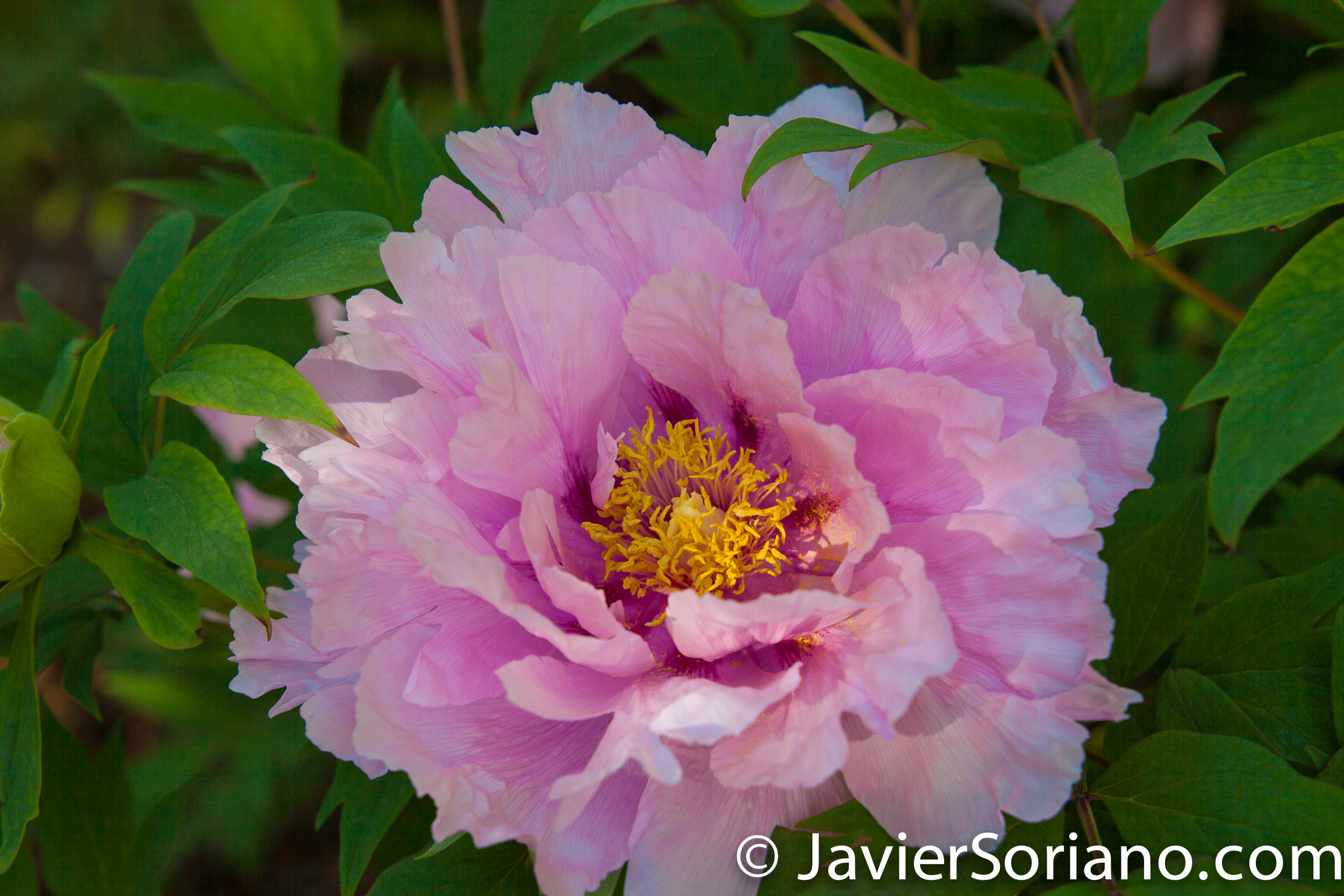 May 2, 2017 NYC - Gorgeous flower at the Brooklyn Botanic Garden. Hermosa flor en el Jardín Botánico de Brooklyn. Photo by Javier Soriano/www.JavierSoriano.com