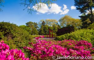 May 2, 2017 NYC - Brooklyn Botanic Garden. Jardín Botánico de Brooklyn. Photo by Javier Soriano/www.JavierSoriano.com