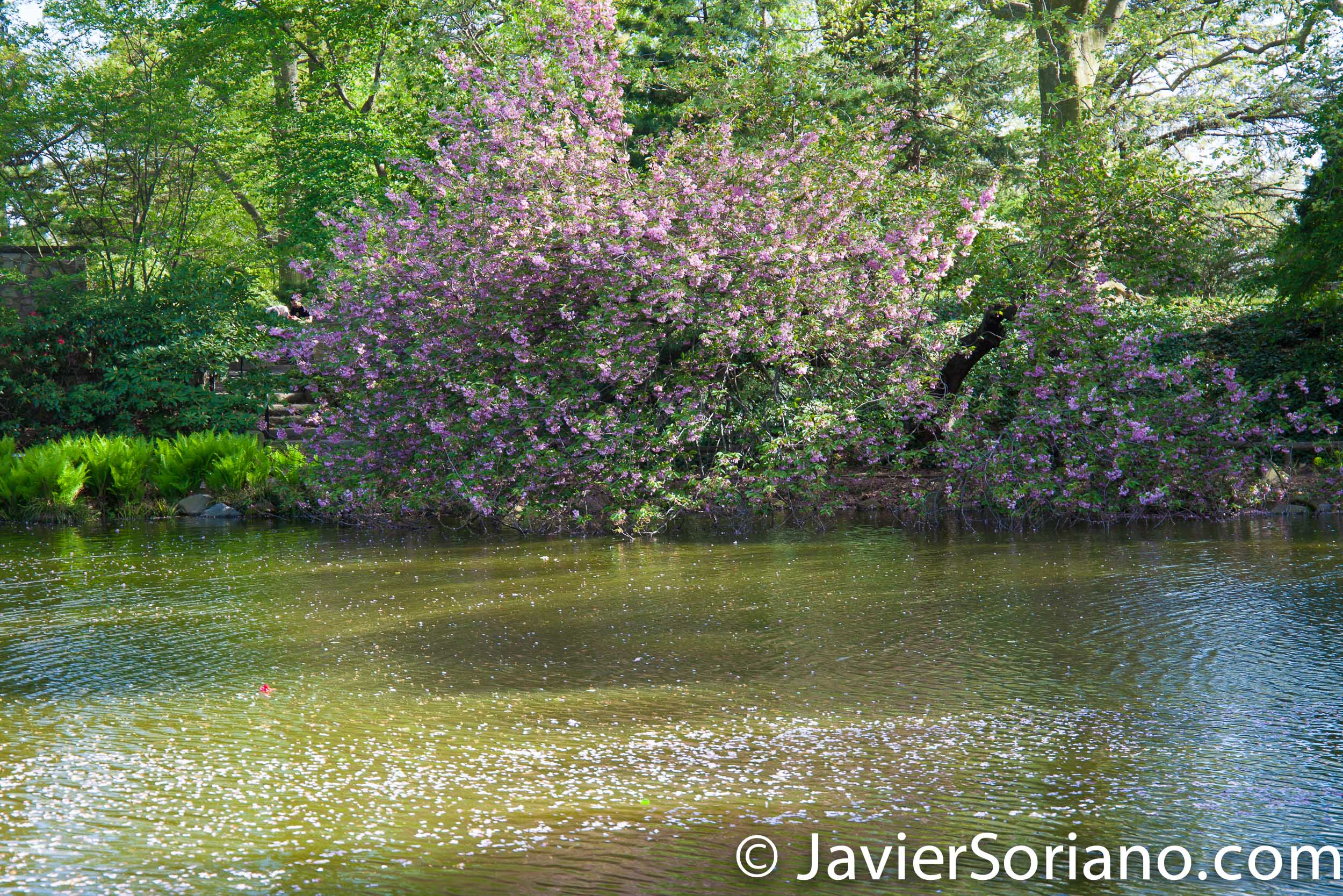May 2, 2017 NYC - Brooklyn Botanic Garden. Last days of the cherry blossoms. Jardín Botánico de Brooklyn. Últimos días de las flores de cerezo. Photo by Javier Soriano/www.JavierSoriano.com