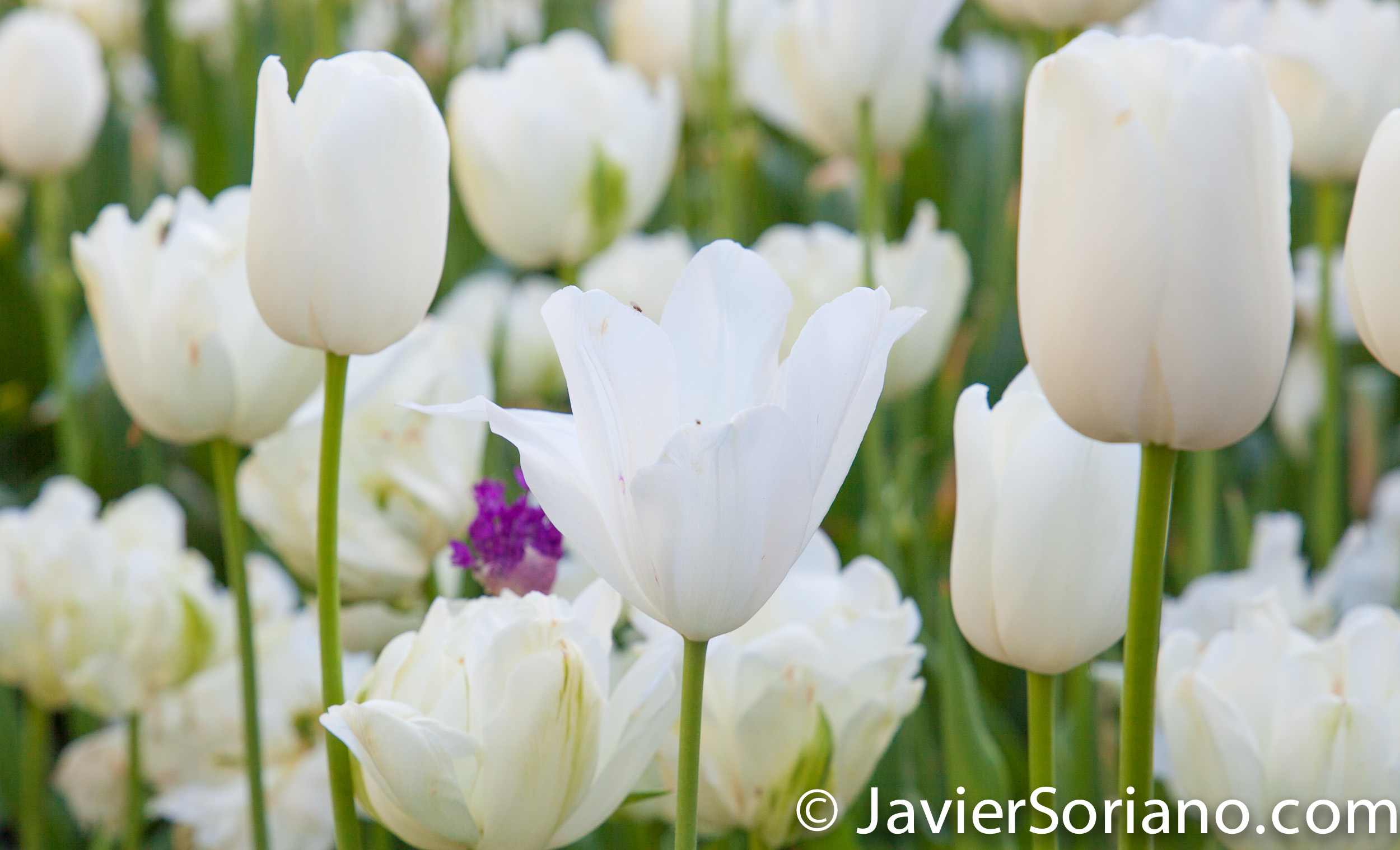 May 2, 2017 NYC - Beautiful white tulips at the Brooklyn Botanic Garden/Hermosos tulipanes blancos en el Jardín Botánico de Brooklyn. Photo by Javier Soriano/www.JavierSoriano.com